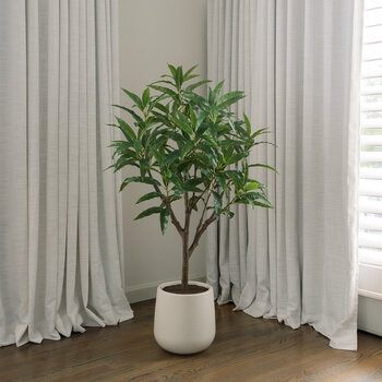 CGH, Árbol de Mango de Aspecto Natural CGH, Árbol de Mango de Aspecto Natural