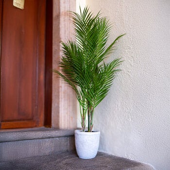 Apariencia Natural, Palmera Areca Artificial Apariencia Natural, Palmera Areca Artificial