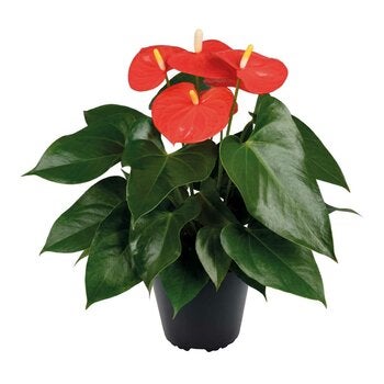 Chiltepec, Anthurium Natural Color Naranja 1 Pieza Chiltepec, Anthurium Natural Color Naranja 1 Pieza