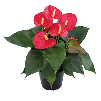 Flores de Chiltepec, Anthurium Rojo Natural 1 Pieza Flores de Chiltepec, Anthurium Rojo Natural 1 Pieza