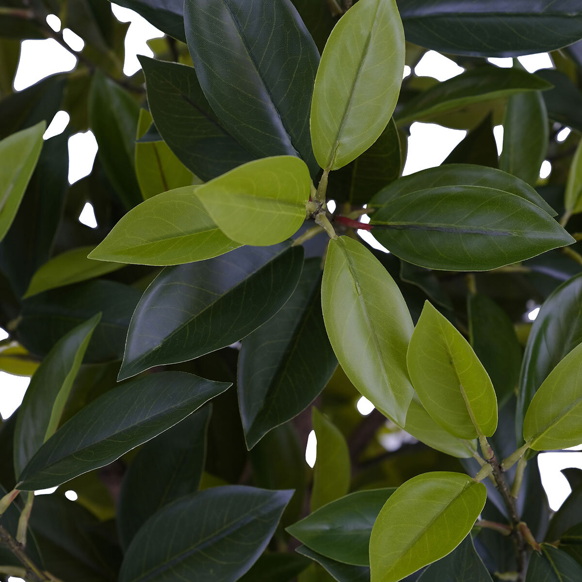 CG Hunter, Árbol de Laurel de Aspecto Natural