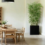 CG Hunter, Bambú de Aspecto Natural CG Hunter, Bambú de Aspecto Natural