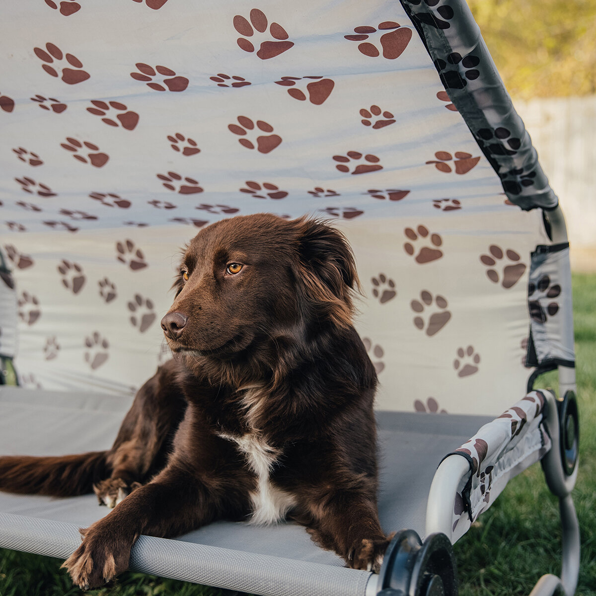 Disc-O-Bed Cama Plegable para Mascota