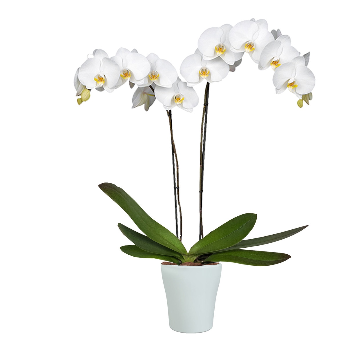 Chiltepec, Orquídea Natural con Flor Blanca en Maceta de ...