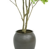 CG Hunter, Árbol Ficus de Aspecto Natural