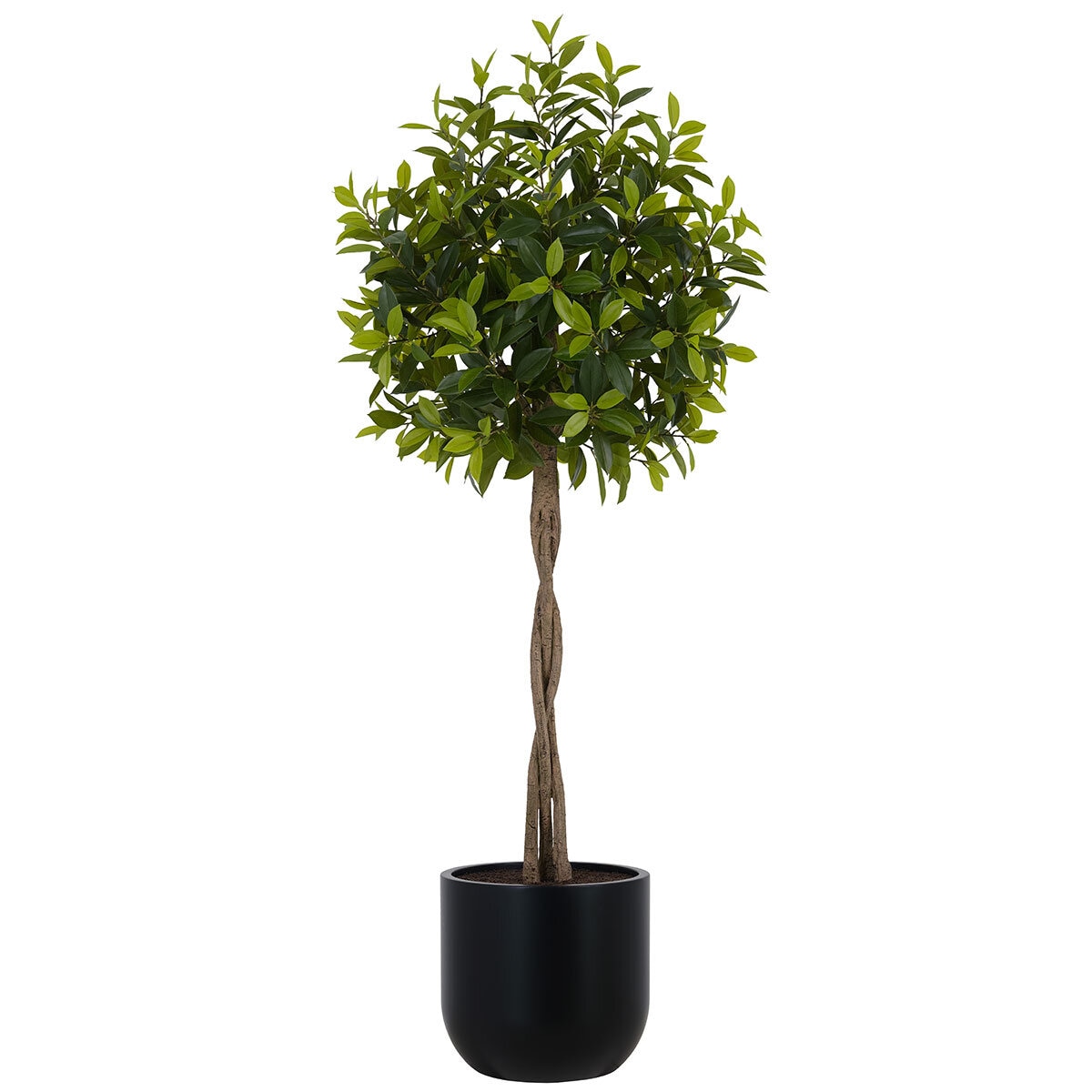 CG Hunter, Árbol de Laurel de Aspecto Natural