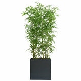 CG Hunter, Bambú de Aspecto Natural CG Hunter, Bambú de Aspecto Natural