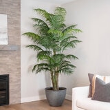 CG Hunter, Palmera de Aspecto Natural