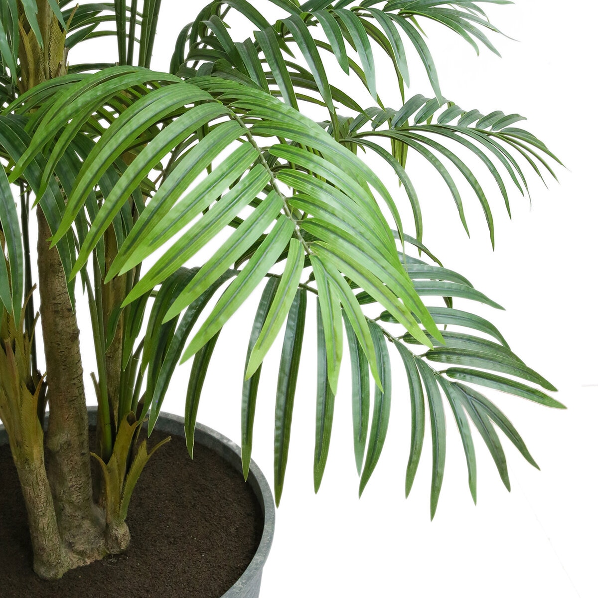 CG Hunter, Palmera de Aspecto Natural